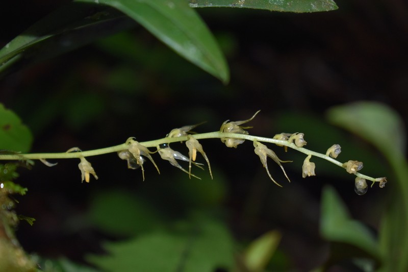 Bulbophyllum flavescens photo 7