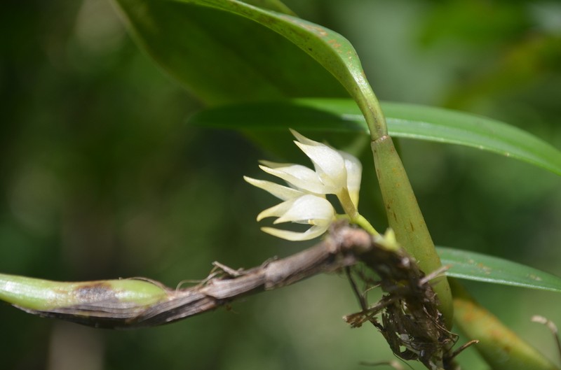 Bulbophyllum flavidiflorum
