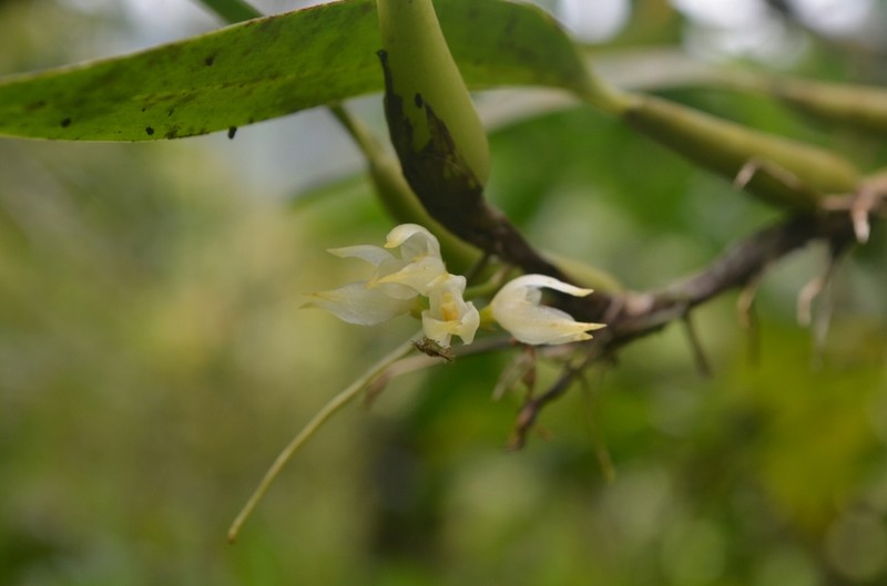 Bulbophyllum flavidiflorum photo 2