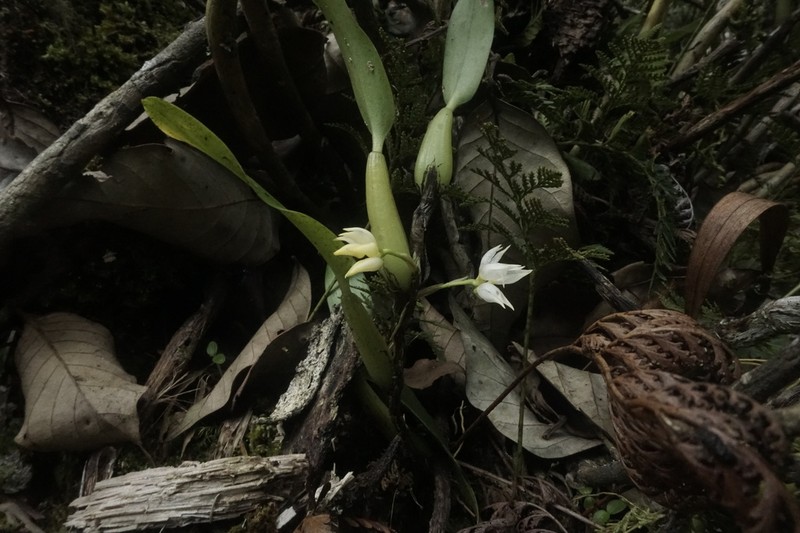 Bulbophyllum flavidiflorum photo 3