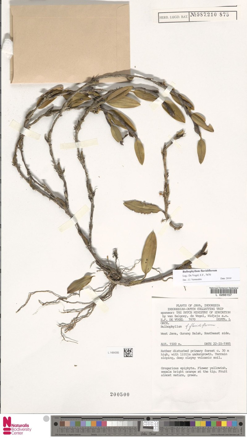 Bulbophyllum flavidiflorum photo 6