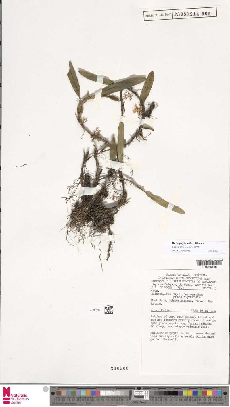 Bulbophyllum flavidiflorum photo 7