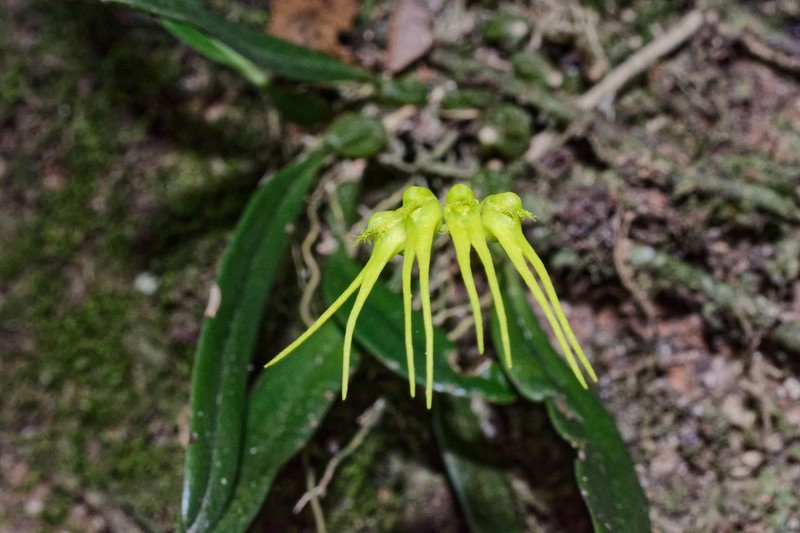 Bulbophyllum flaviflorum