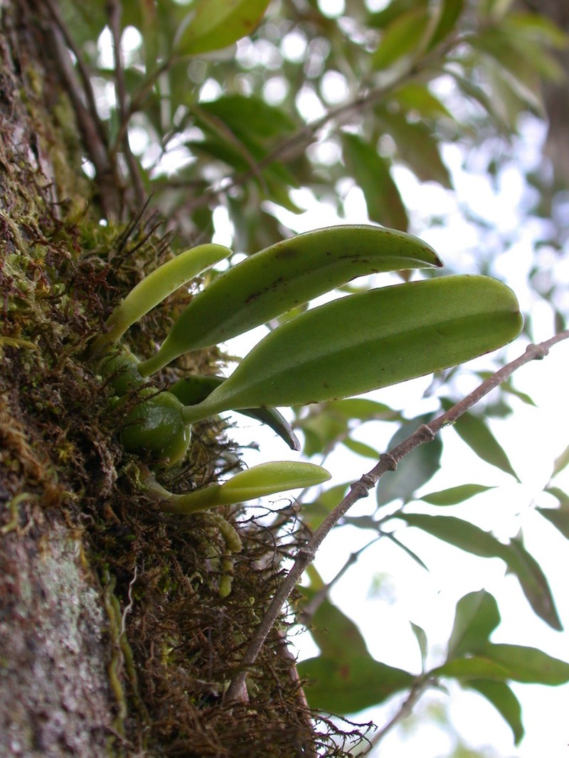 Bulbophyllum flaviflorum photo 2