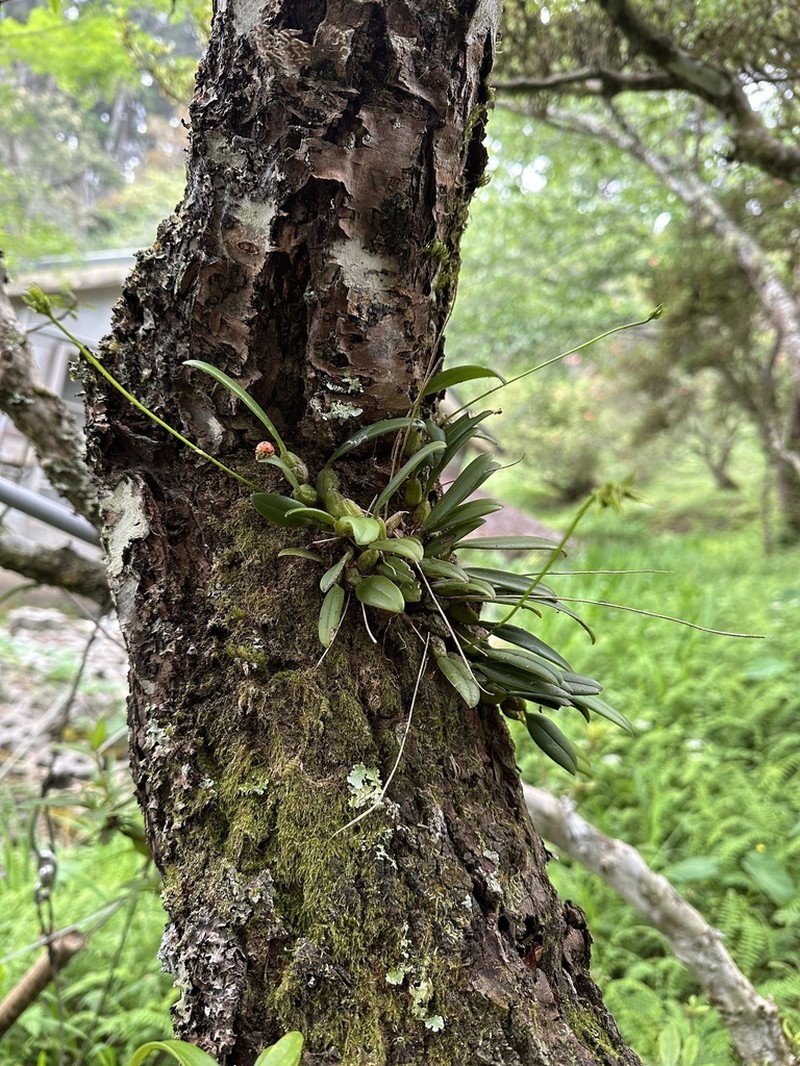 Bulbophyllum flaviflorum photo 3