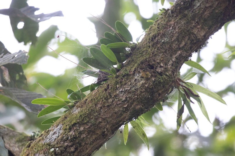 Bulbophyllum flaviflorum photo 4