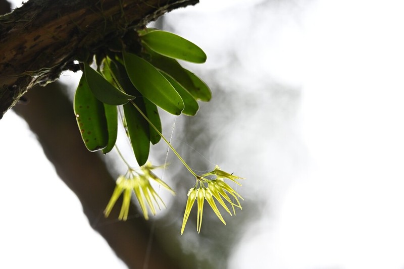 Bulbophyllum flaviflorum photo 5