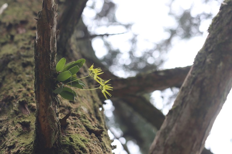 Bulbophyllum flaviflorum photo 6