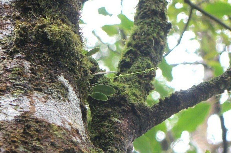 Bulbophyllum flaviflorum photo 7