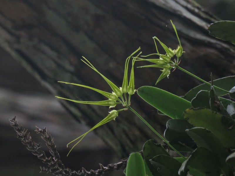 Bulbophyllum flaviflorum photo 8