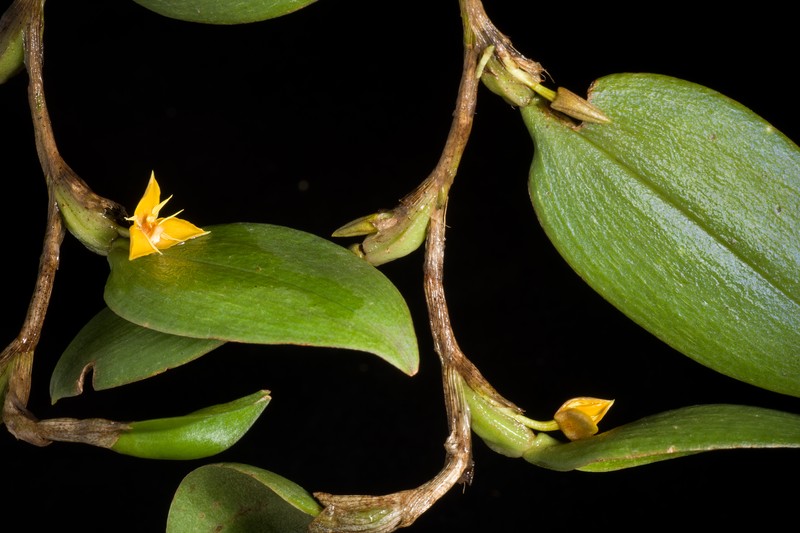 Bulbophyllum flavofimbriatum