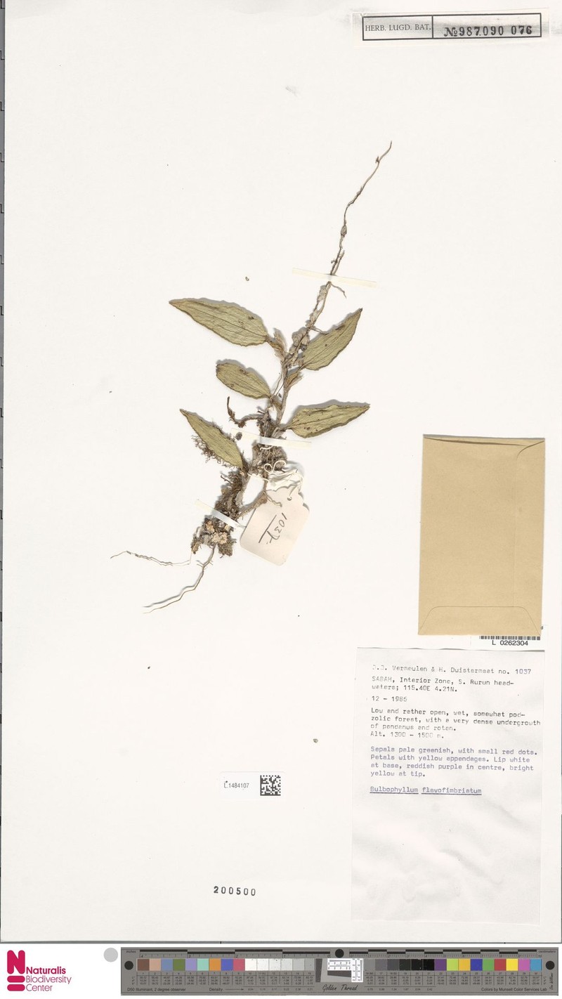 Bulbophyllum flavofimbriatum photo 2