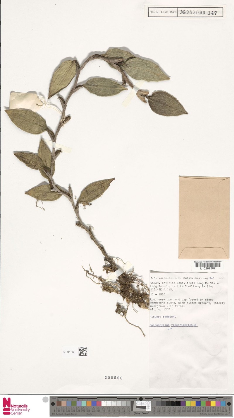 Bulbophyllum flavofimbriatum photo 3