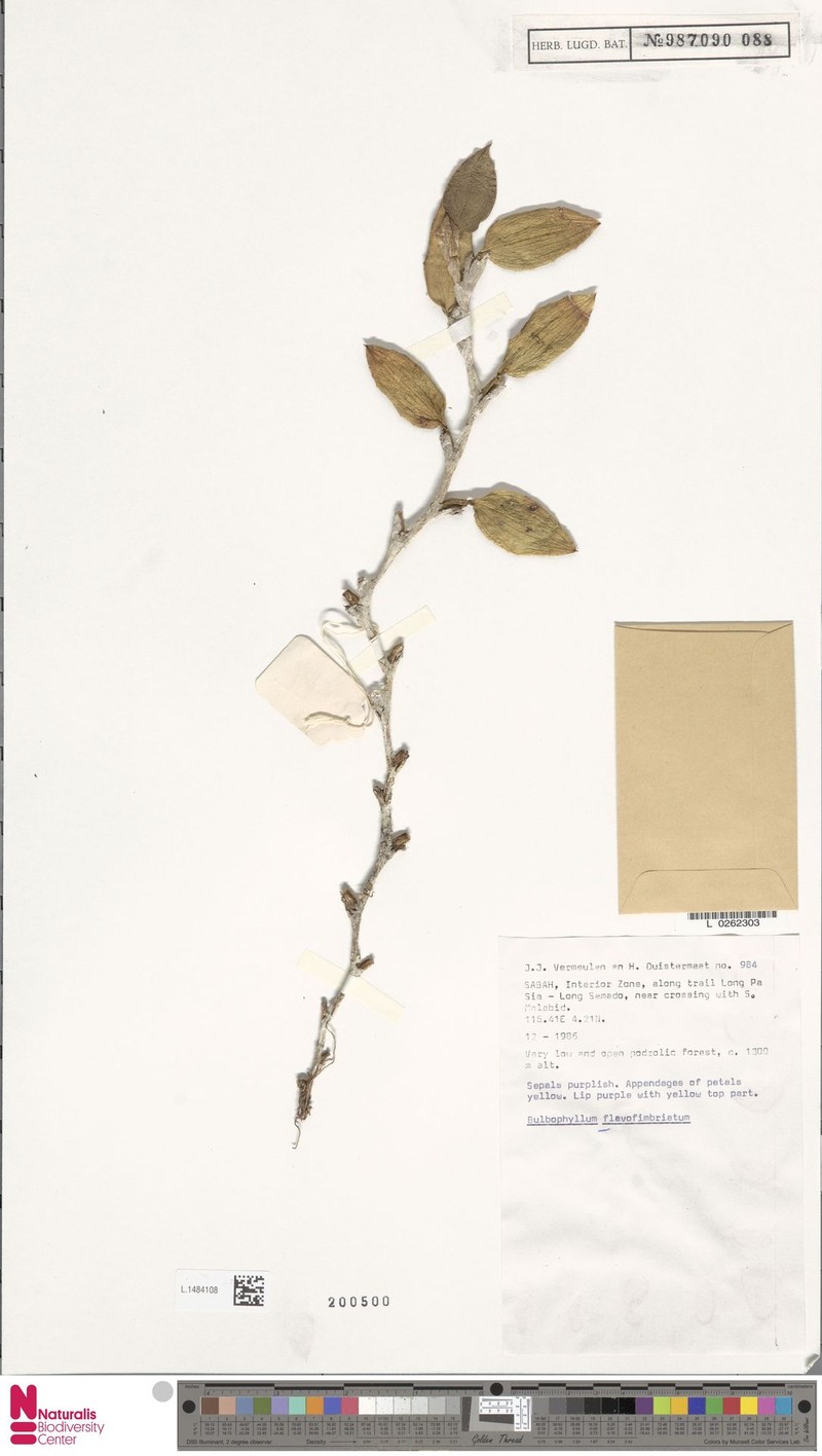 Bulbophyllum flavofimbriatum photo 4