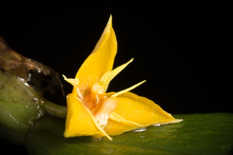 Bulbophyllum flavofimbriatum photo 6