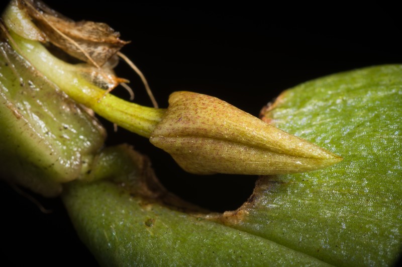 Bulbophyllum flavofimbriatum photo 7