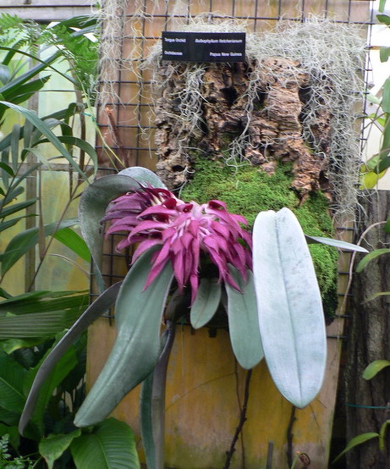 Bulbophyllum fletcherianum