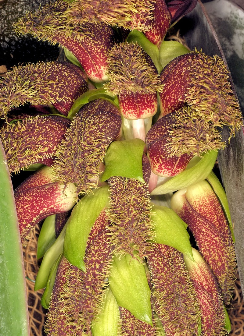 Bulbophyllum fletcherianum photo 2
