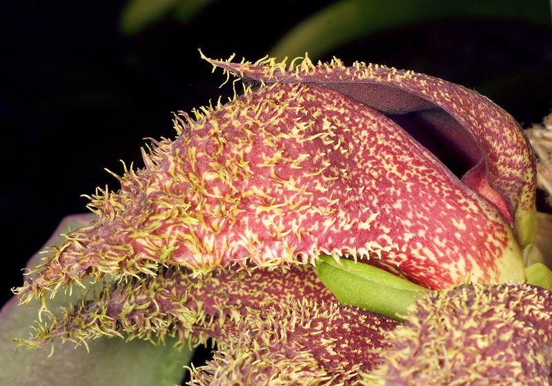 Bulbophyllum fletcherianum photo 3