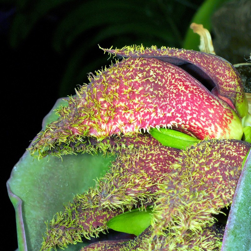 Bulbophyllum fletcherianum photo 4