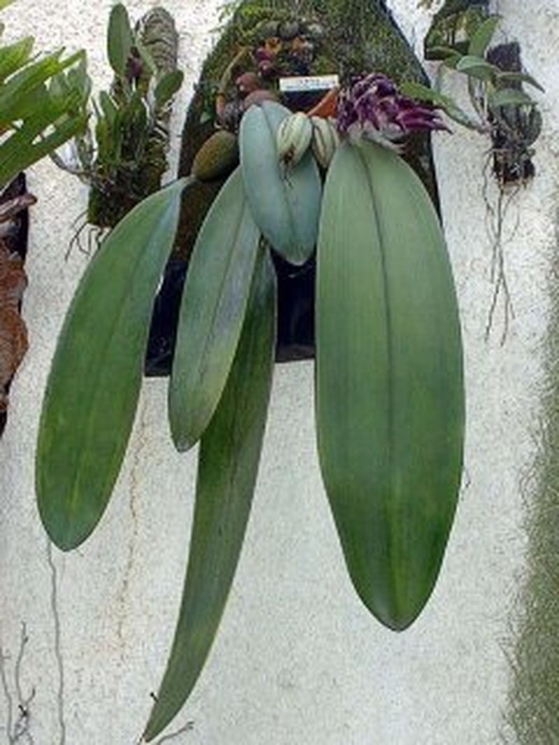 Bulbophyllum fletcherianum photo 5
