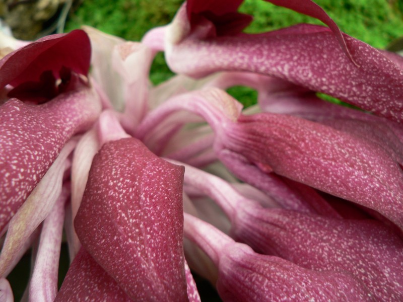 Bulbophyllum fletcherianum photo 6