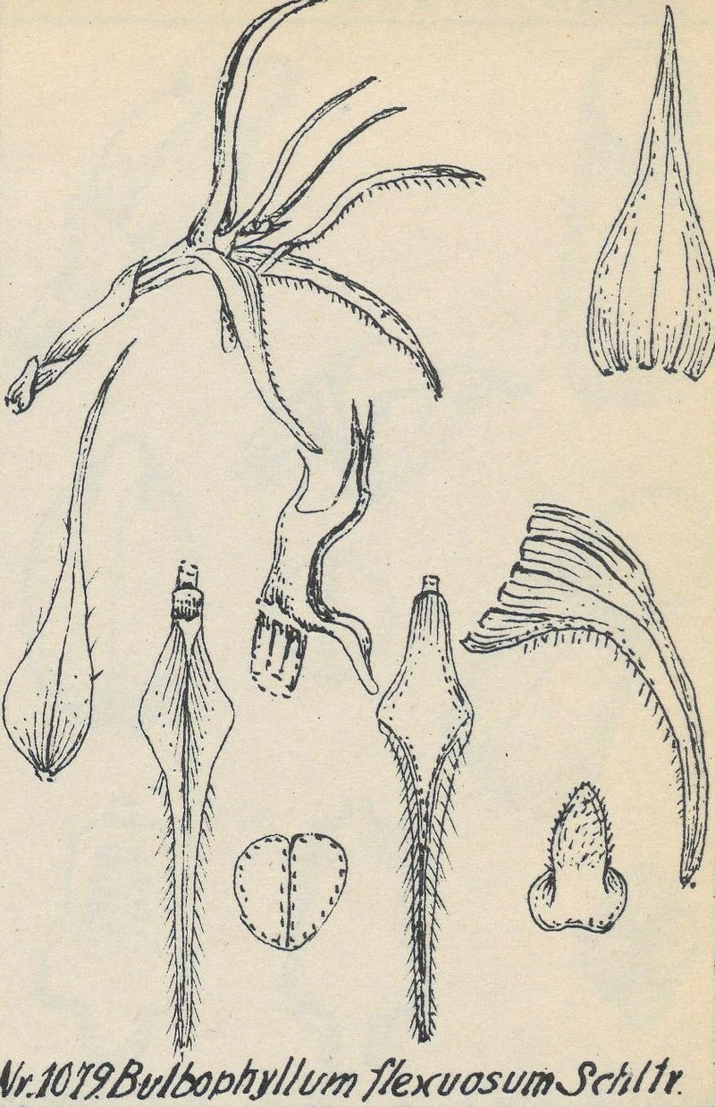 Bulbophyllum flexuosum