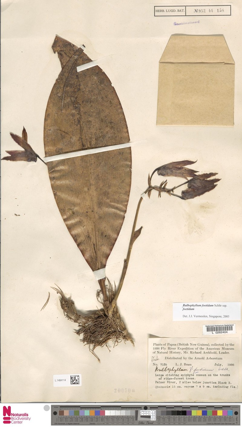 Bulbophyllum foetidum