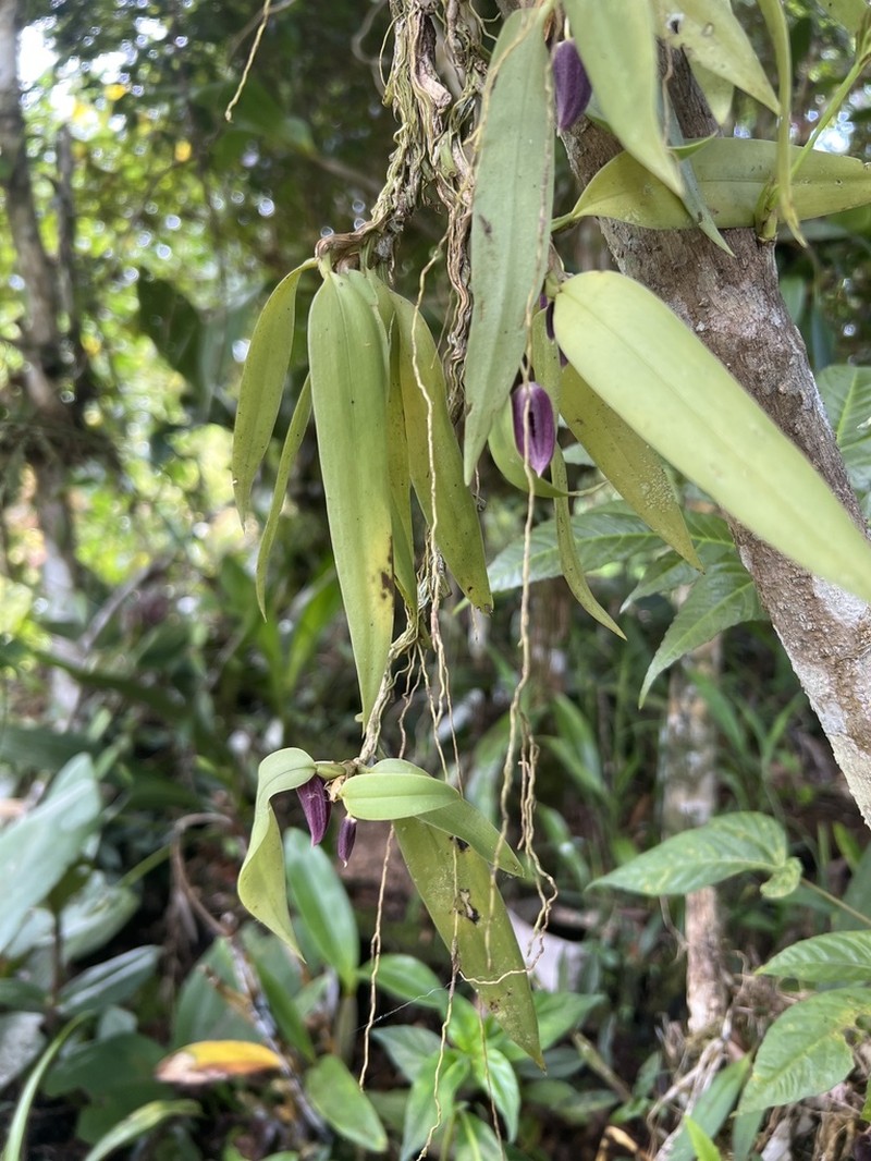 Bulbophyllum folliculiferum