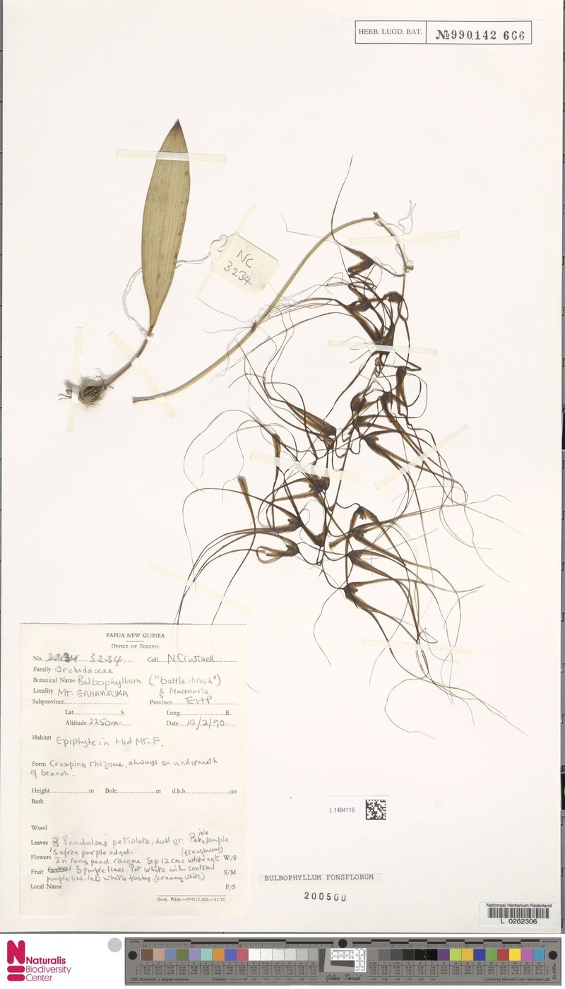Bulbophyllum fonsflorum
