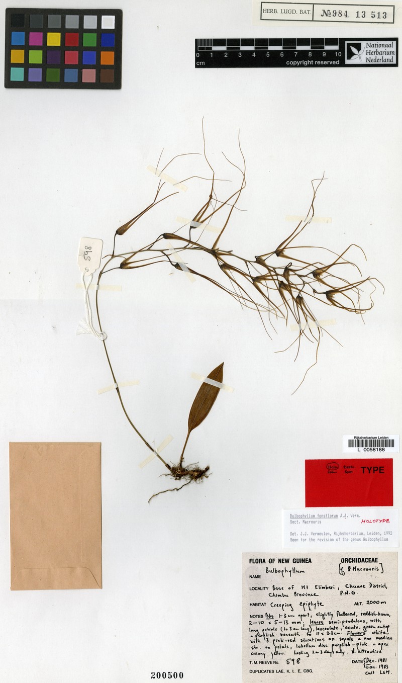 Bulbophyllum fonsflorum photo 2