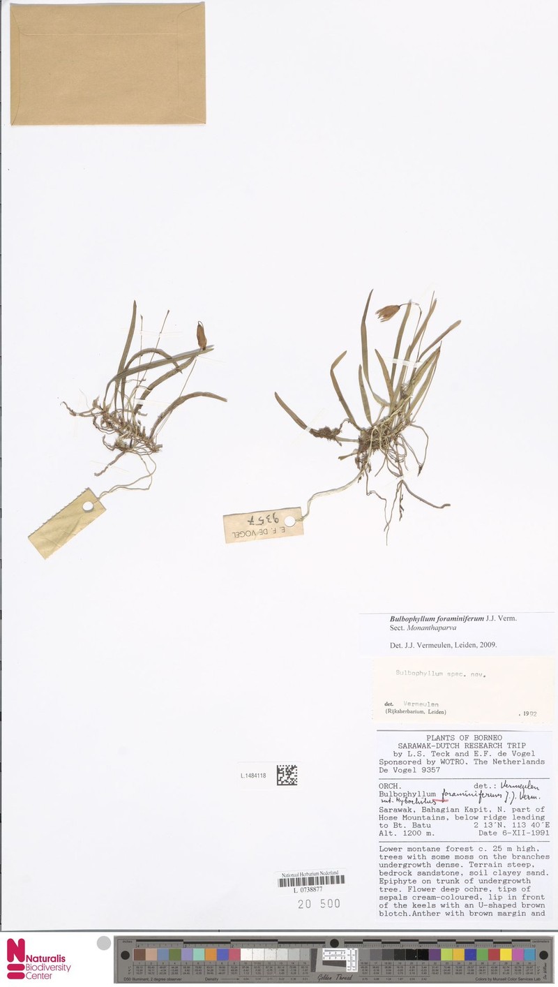 Bulbophyllum foraminiferum