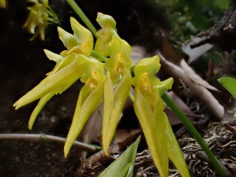 Bulbophyllum forrestii