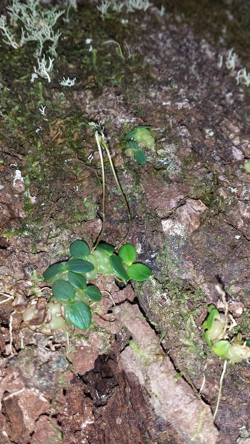 Bulbophyllum forsythianum