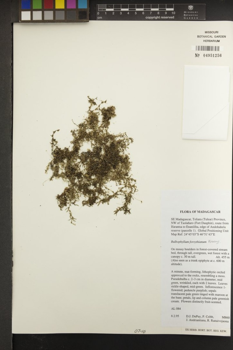 Bulbophyllum forsythianum photo 4
