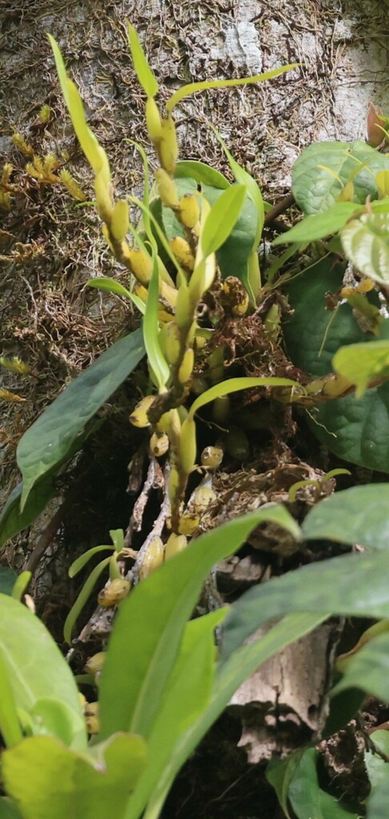 Bulbophyllum fractiflexum