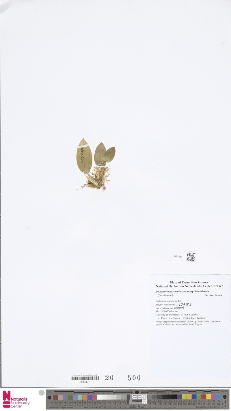 Bulbophyllum fractiflexum subsp. fractiflexum