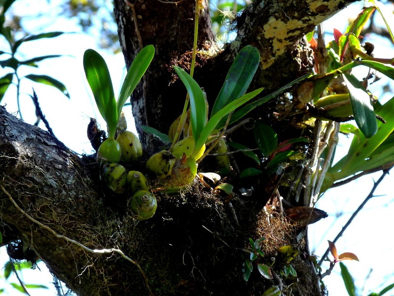 Bulbophyllum francoisii