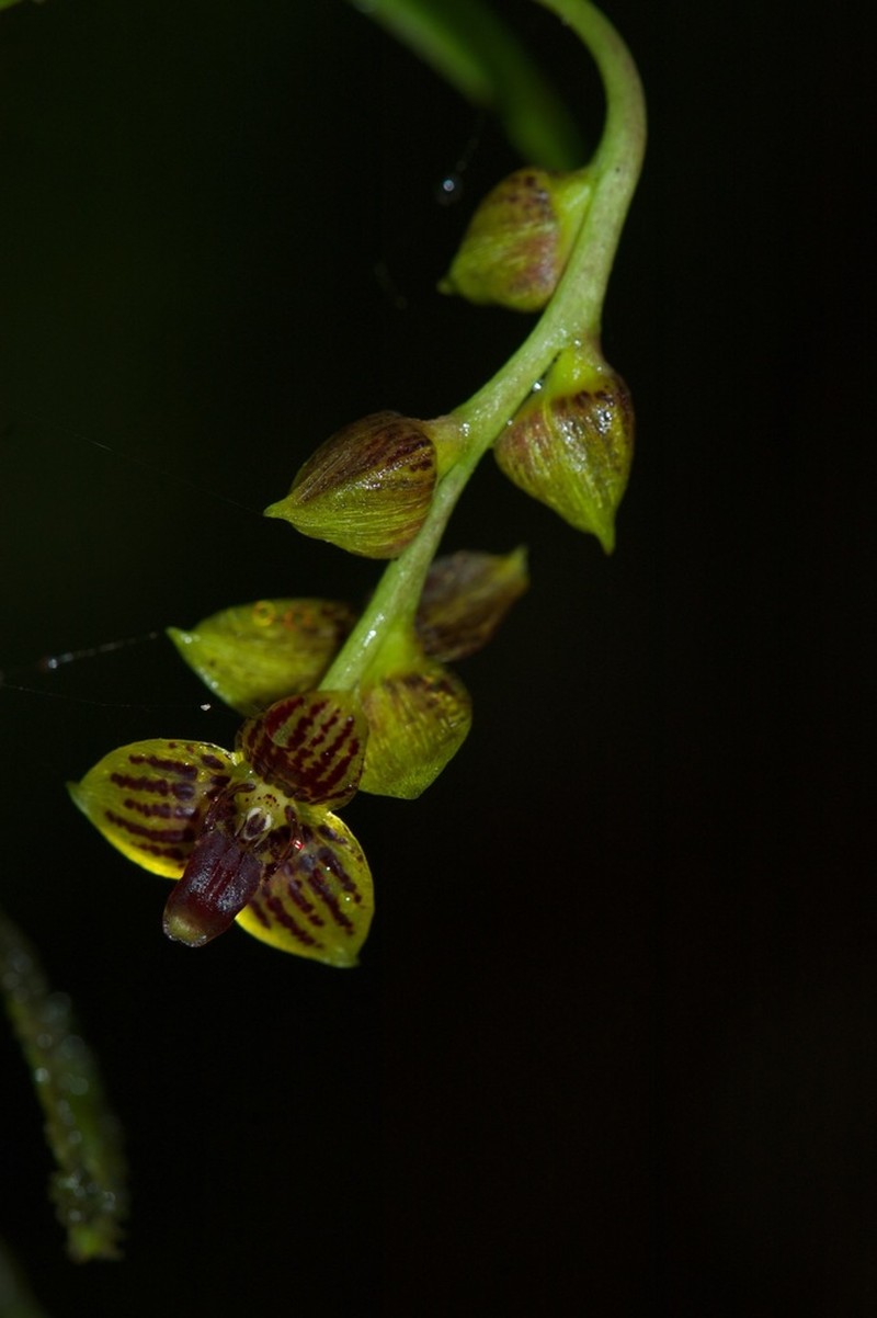 Bulbophyllum francoisii photo 2