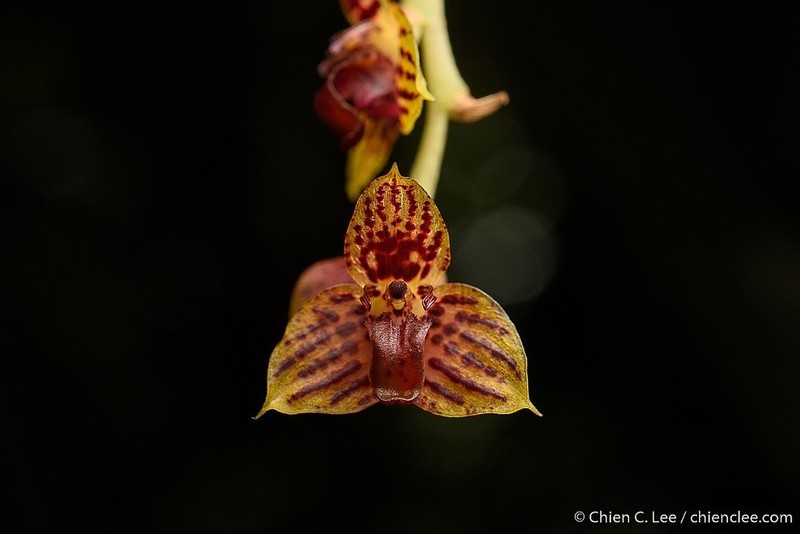 Bulbophyllum francoisii photo 3