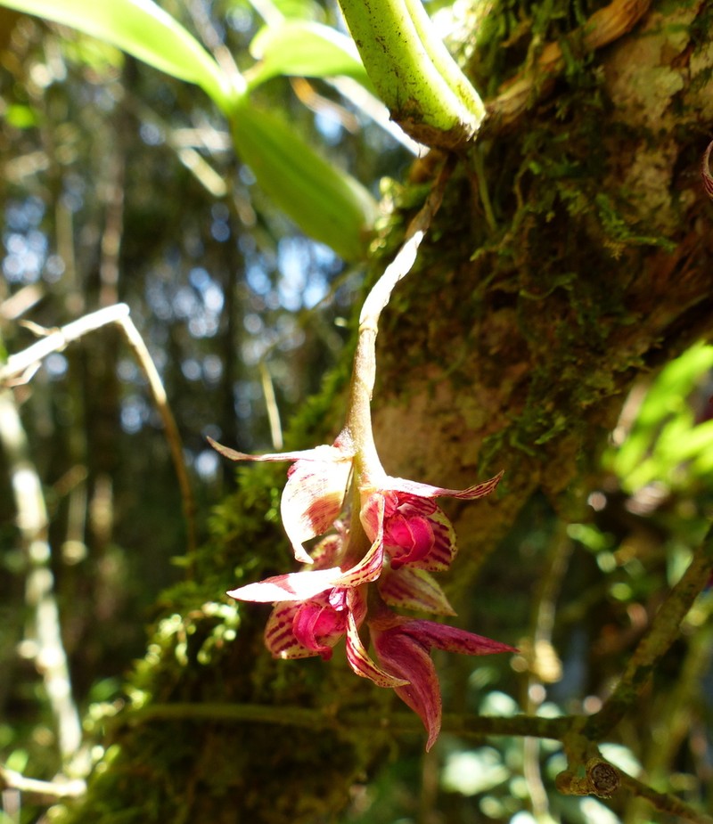 Bulbophyllum francoisii photo 4
