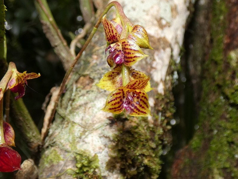 Bulbophyllum francoisii photo 5