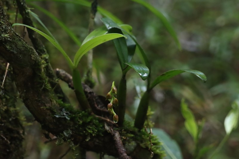 Bulbophyllum francoisii photo 6