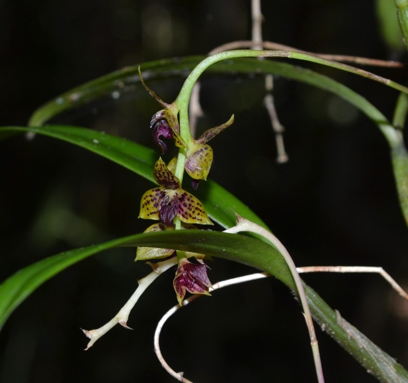 Bulbophyllum francoisii photo 7