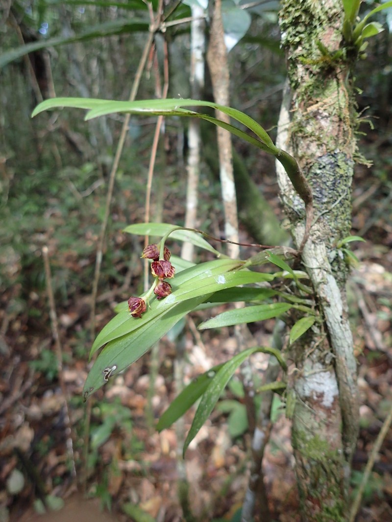 Bulbophyllum francoisii photo 8