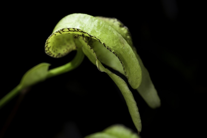 Bulbophyllum fritillariiflorum