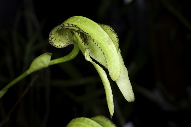 Bulbophyllum fritillariiflorum photo 2