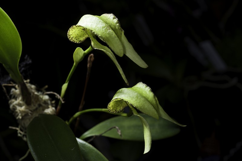 Bulbophyllum fritillariiflorum photo 3