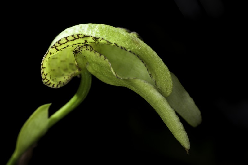 Bulbophyllum fritillariiflorum photo 4