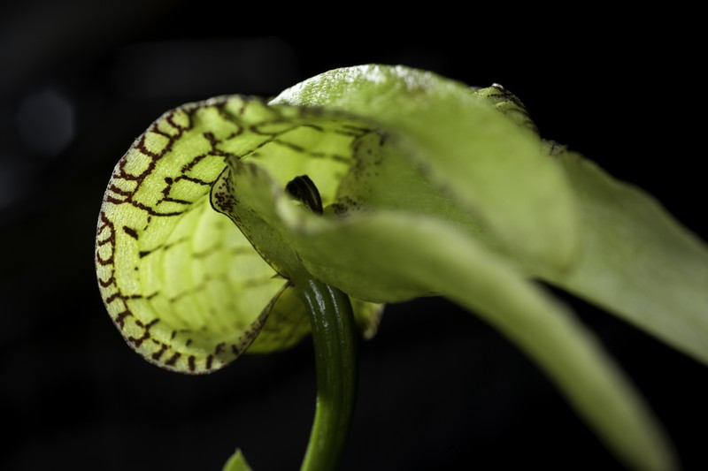 Bulbophyllum fritillariiflorum photo 5